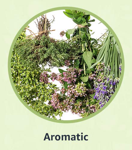 Aromatic